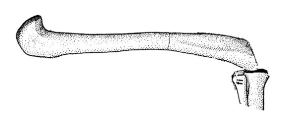 Femur of Eudimorphodon cromptonellus