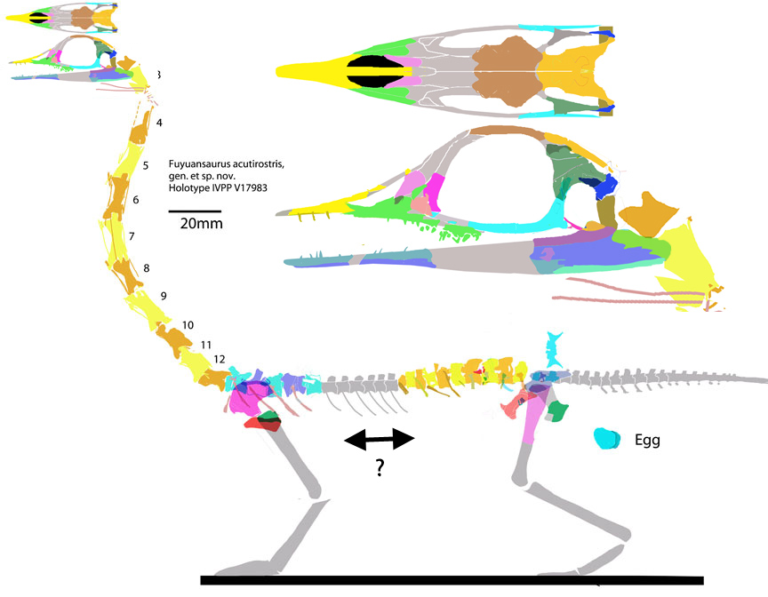 http://pterosaurheresies.files.wordpress.com/2013/09/fuyuansaurus-recon12.jpg