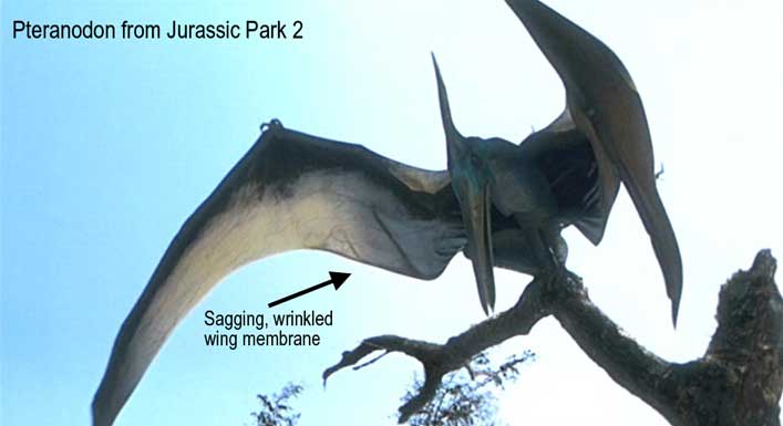 The Myth of the Bat Wing Pterosaur