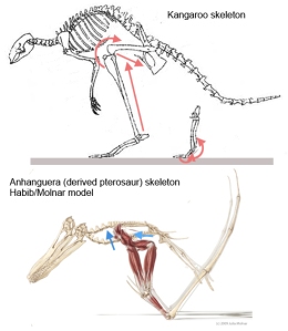 Kangaroo skeleton compared to a leaping pterosaur skeleton