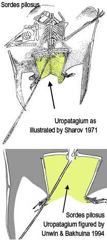 Uropatagium of Sordes according to Sharov 1971 and Unwin/Bakhurina 1994.