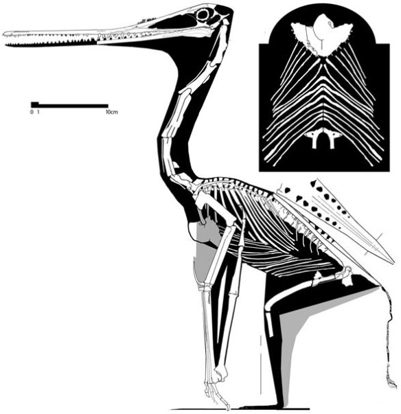 Sos 2428. The flightless pterosaur.