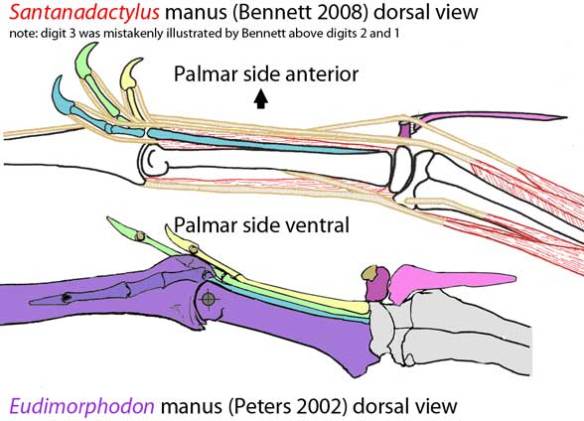 Pterosaur hand dorsal view