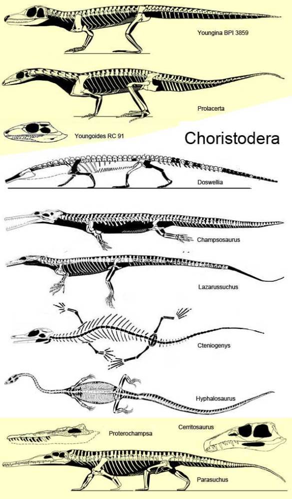 Several choristoderes 
