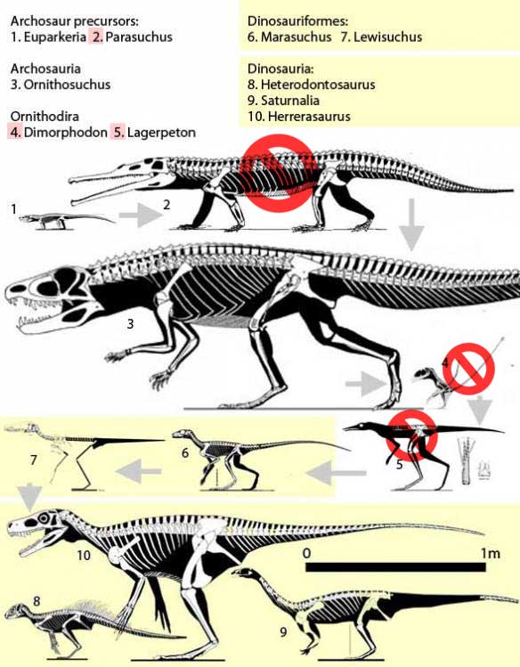 The traditional model of dinosaur origins
