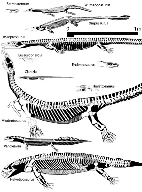 Figure 2. The Thalattosauria and outgroups (Wumengosaurus and Stereosternum) to scale.