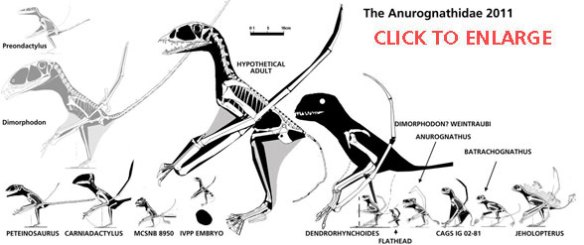 The Anurognathidae to scale.