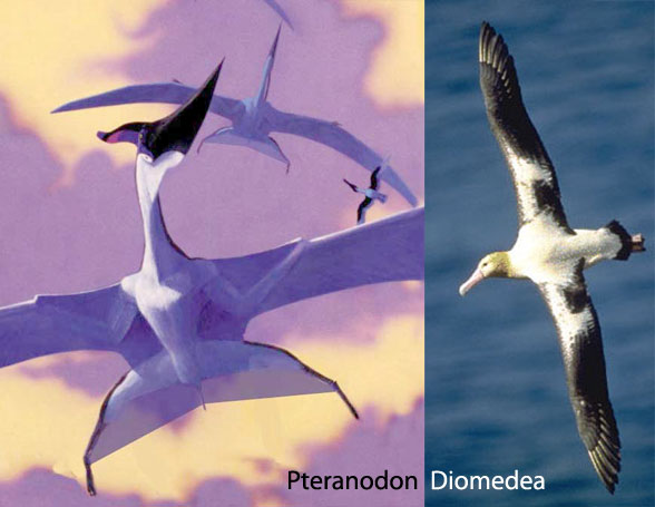 Pteranodon and the albatross