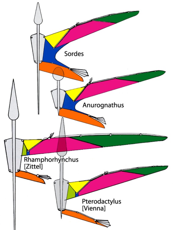 Interpretations of pterosaur wings by Dietrch Schaller (2007).