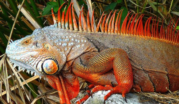The spines of Iguana.