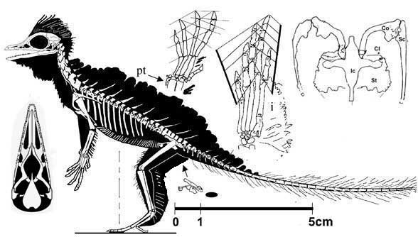 Current interpretation of Cosesaurus.