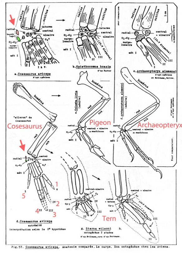 The Forelimb of Cosesaurus, a pigeon, Archaeopteryx and a Tern, from Ellenberger 1993. 