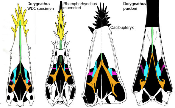 Various pterosaur palates
