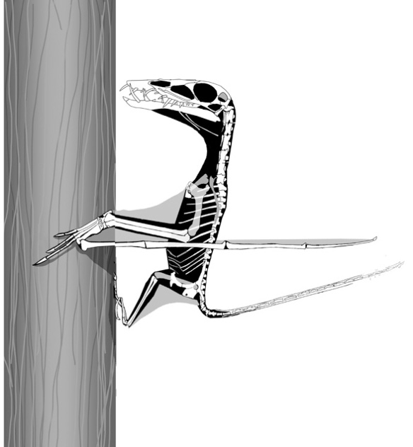 Figure 1. Dorygnathus on a tree.