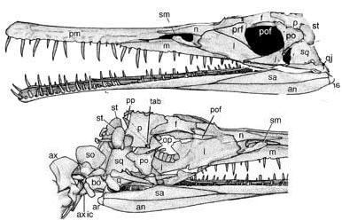 Mesosaurus skull reconstructed based on data from Modesto (2006). 