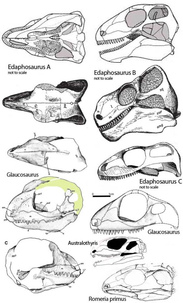 Glaucosaurus megalops 