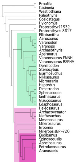 Figure 4. A new nesting for the two new Varanosaurus specimens according to the large reptile tree. These two nest at the base of the main group of synapsids and close to the protodiapsids (synapsid taxa leading toward the diapsid, Petrolacosaurus). Note, Ophiacodon nests three nodes away.