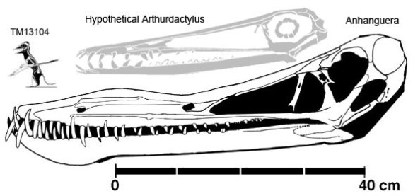The complete TM13104 and the skull of Anhanguera to scale. 