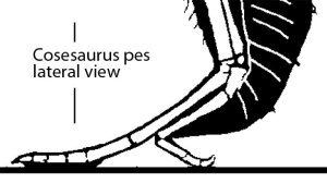 Cosesaurus foot in lateral view matches Rotodactylus tracks.