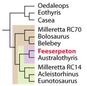 The large reptile tree nested Feeserpeton with Australothyris within the Millerettidae, a clade that includes Acleistorhinus, but not Lanthanosuchus. 