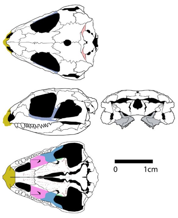 Feeserpeton skull.