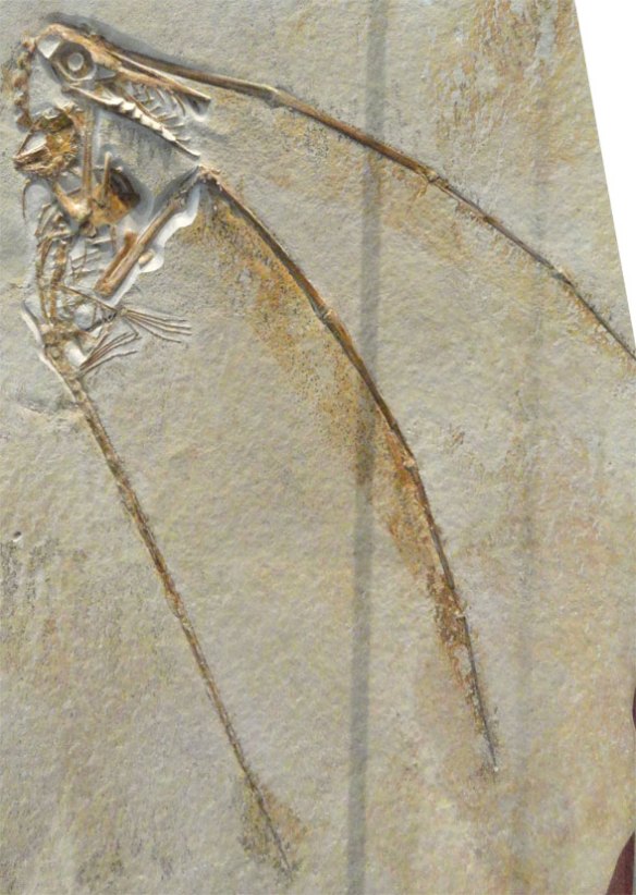 The ROM 55352 specimen of Rhamphorhynchus in situ.