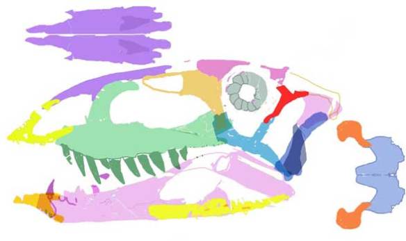 Colorized elements restored to a best fit reconstruction of the skull of Ticinosuchus. Note the toothless premaxilla. This and dozens of other traits nest Ticinosuchus at the base of the Aetosauria. 