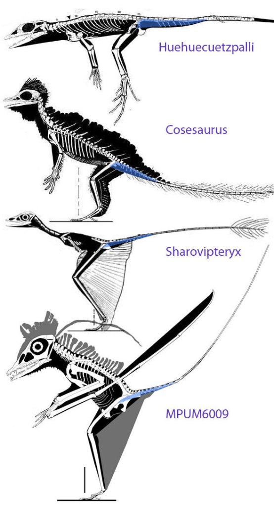 The evolution of the pterosaur tail beginning with a basal lizard, Huehuecuetzpalli.