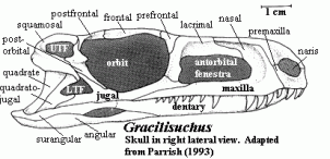 Skull of Graciliisuchus according