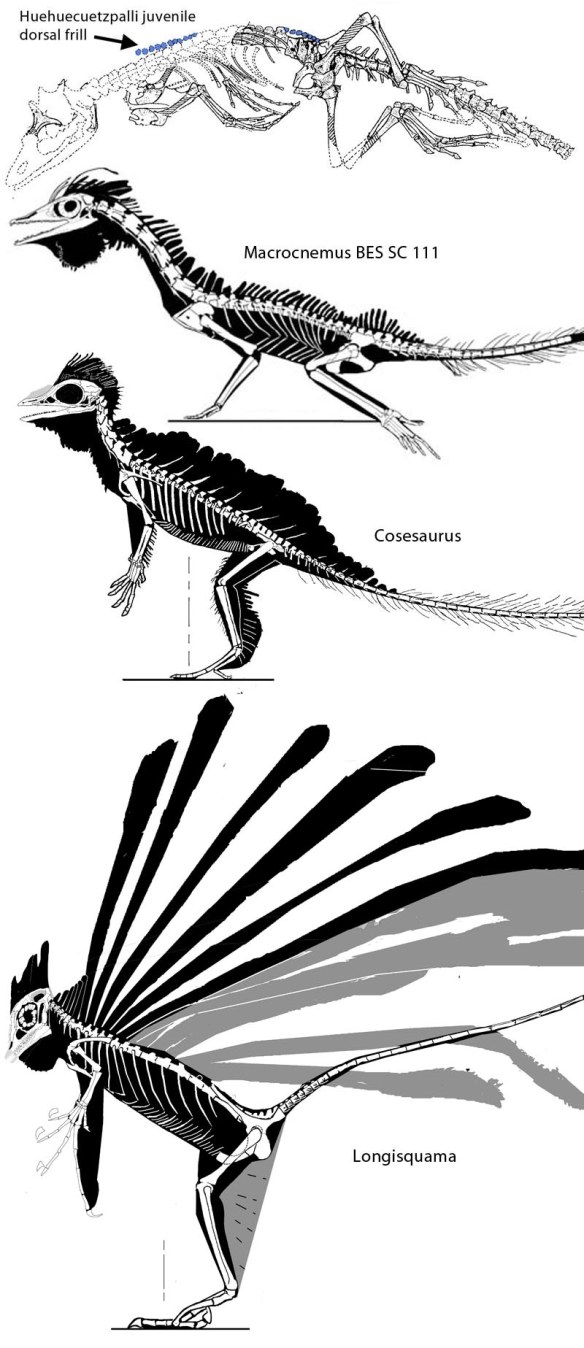 Figure 1. Click to enlarge. The origin and evolution of Longisquama's "feathers" - actually just an elaboration of the same dorsal frill found in Sphenodon, Iguana and Basiliscus. Here the origin can be found in the basal tritosaur squamate, Huehuecuetzpalli and becomes more elaborate in Cosesaurus and Longisquama.