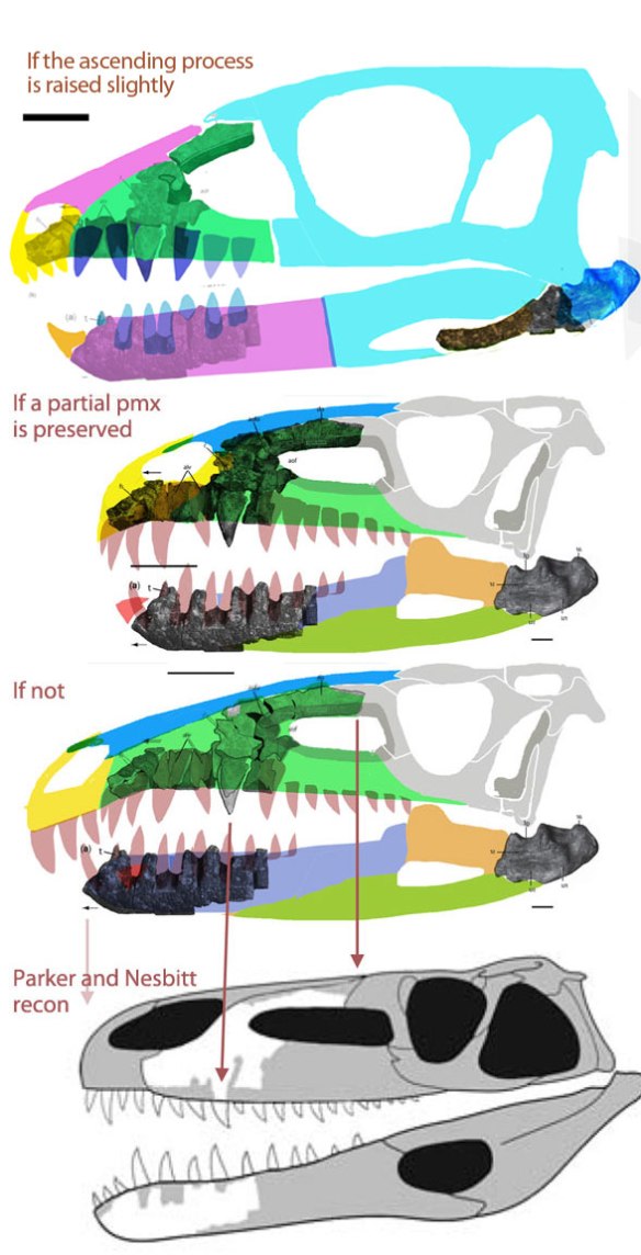 Figure 4. The restored skull of the PEFO specimen referred to Poposaurus based on the Nesbitt identification of the anterior as a maxilla. The blue articular is not part of the PEFO specimen, but is described as a Poposaurus articular by Parker and Nesbitt (2013) scaled to fit. Their scale bars indicate it was 4x larger, which may be a typo. As is, the elements are part of a longer, more robust skull than any other poposaurid. See the revised skull reconstruction, figure 1B.