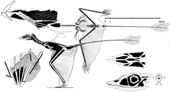 Figure 2. Sharovipteryx mirabilis in various views. No pycnofibers added yet. Click to learn more.