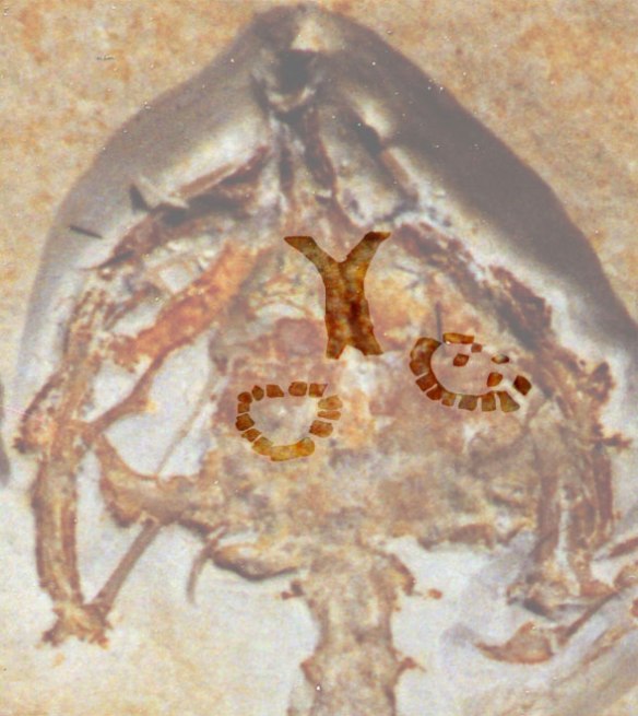 SMNS anurognathid sclerotic rings. They are small in the back half of the skull. Those are the narrow nasals between them.