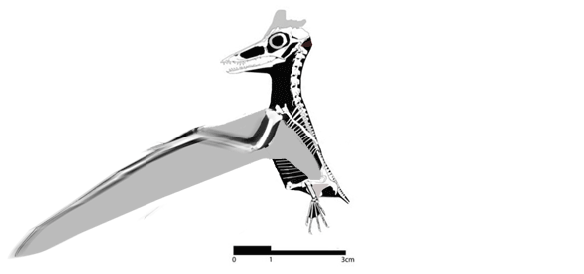 Click to animate. Hovering pterosaur in fast motion. 