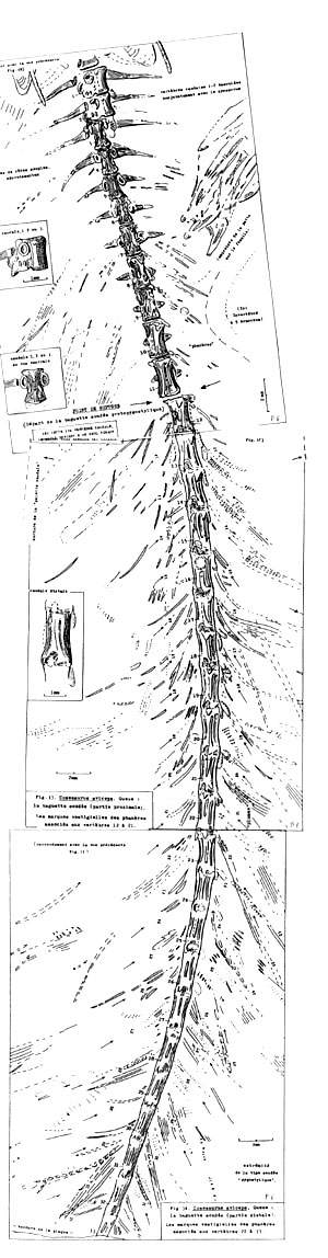 Tail of Cosesaurus. Image by Pierre Ellenberger (1993). Note fibers emanating from tail.