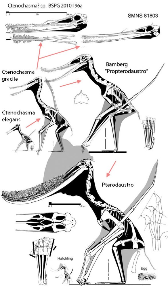 Figure 1. The evolution of Pterodaustro from a sister to Ctenochasma. "Propterodaustro" , the Bamberg specimen, is a sister to the transitional taxon. As you can see, there is an increasing variety in this clade.