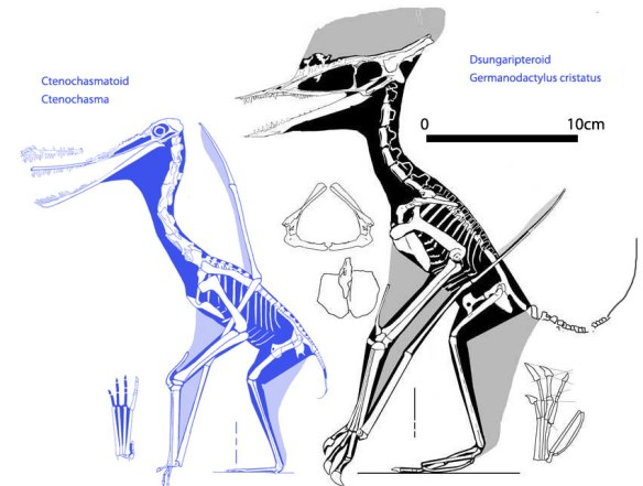 Figure 6. Ctenochasma and Germanodactylus. Hard to imagine two more different pterosaurs, yet Witton's tree nests these two as sister clade members. 