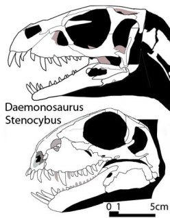 Figure 5. Pioneer herbivores in their clades, both with large procumbent teeth, not unlike Dorygnathus. Daemonosaurus is a dinosaur. Stenocybus is a basal therapsid leaning toward the galesaurid/dicynodont branch. 