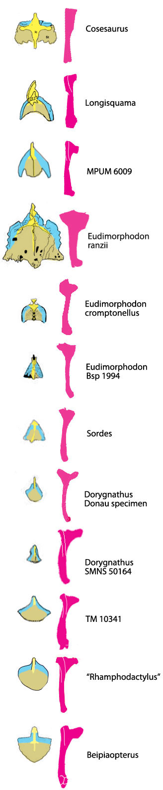 Figure 1. A series of fenestrasaur and pterosaur sternal complexes scaled to a common humerus length in phylogenetic order.