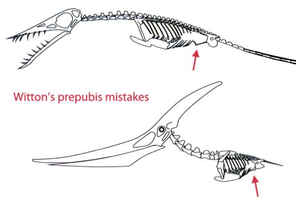 Witton's prepubis mistakes, based on mistakes by Claessen et al. 2009. (Above) in Rhamphorhynchus the prepubis is waaaay too small. In both the prepubis is incorrectly oriented and incorrectly attached to the pubis. 