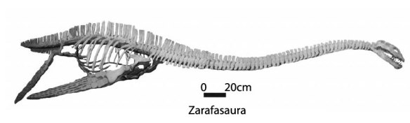 Zarafasaura reconstructed.