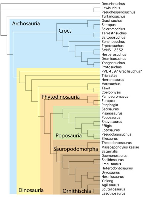 The Archosauria as of today with several new taxa added since last posted.