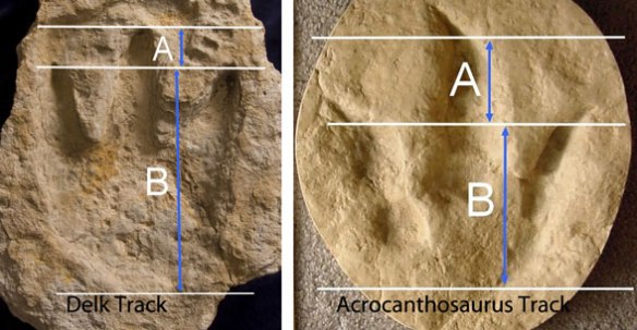 Figure 2. Conmparing the alleged theropod track to a genuine theropod track. Poor Creationist artistry is the giveaway. 