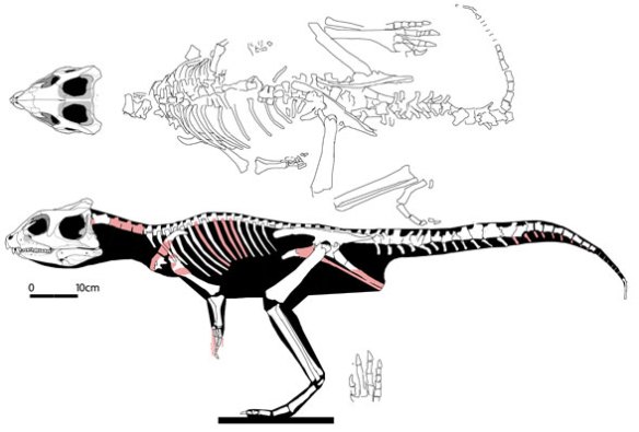 Figure 3. Yinlong overall. This basal ceratopsian had a larger skull, shorter neck and shorter tail than Hexinlusaurus, its phylogenetic predecessor. 