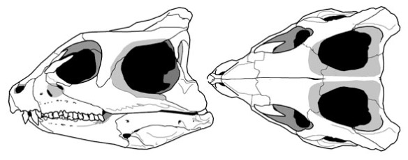 Figure 2. The skull of Yinlong a basal certatopsian. The marked concavity in the postorbital of Hexinlusaurus is accented in Yinlong.