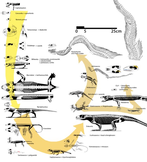 Figure 1. The origin of snakes going back to the most primitive reptile, Cephalerpeton. To learn more about these taxa, find them on reptileevolution.com
