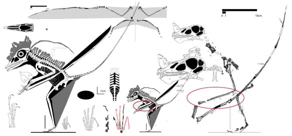 Figure 1. Click to enlarge. The two most basal pterosaurs, MPUM 6009 and Raeticodactylus. Note the antebrachium in Raeticodactylus has only lengthened without becoming relatively wider, creating the most gracile wing of all pterosaurs -- a pterosaur box kite. The depth of the anterior dentary in Raeticodactylus is a keel/crest. There's nothing like it in sister taxa. A restoration of the incomplete Raeticodactylus pes can be based on MPUM 6009.