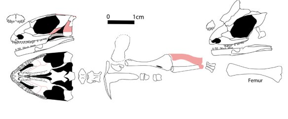 Figure 1. Santaisaurus yuani, a rarely studied owenettid/basal lepidsoauriform originally considered a procolophonid.
