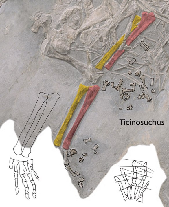 Figure 1. Ticinosuchus forelimbs. Note the scattered manual elements here reconstructed to create PILs and match sister taxa patterns. 