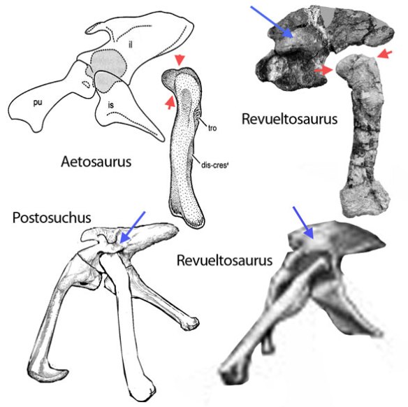 Figure 2. Revueltosaurus pelves compared to Aetosaurus and Postosuchus. Red arrows point to limit of femoral head. Blue arrows point to acetabular shelf that roofs over the femur in rauisuchids. 